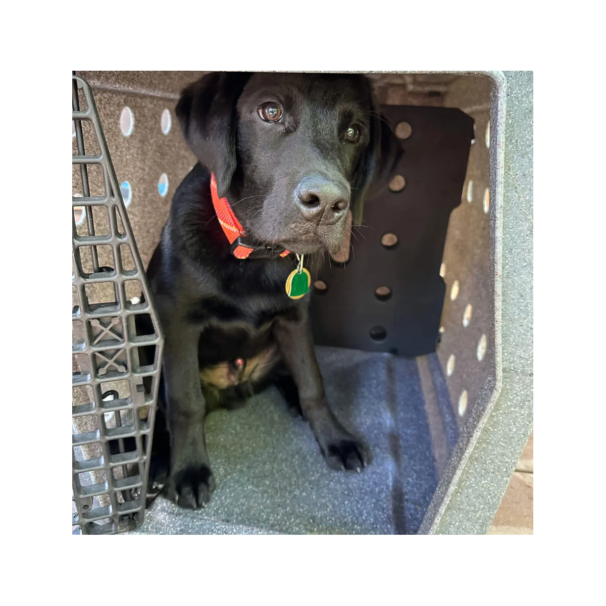 Ruffland - Kennel Divider